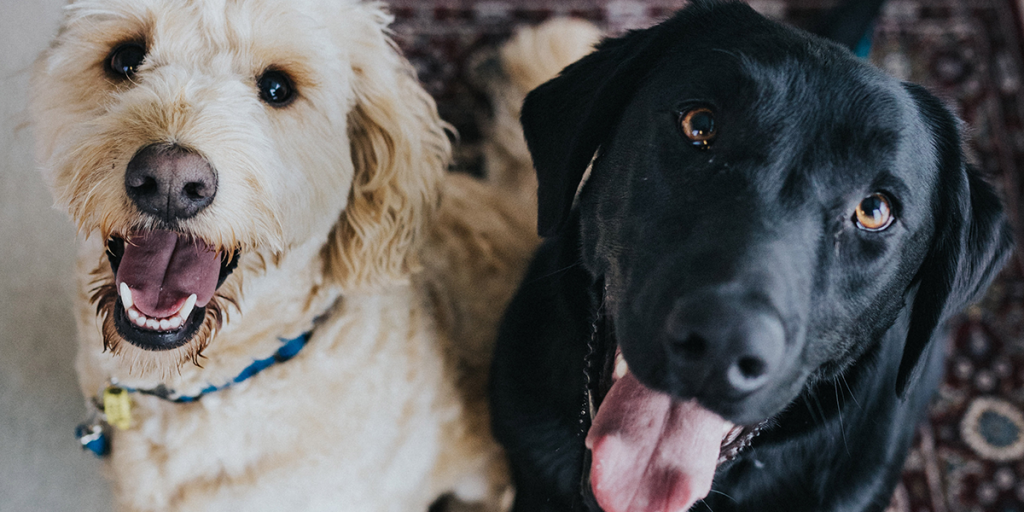 Dogfriendly neighborhoods in Dallas Smart City Locating