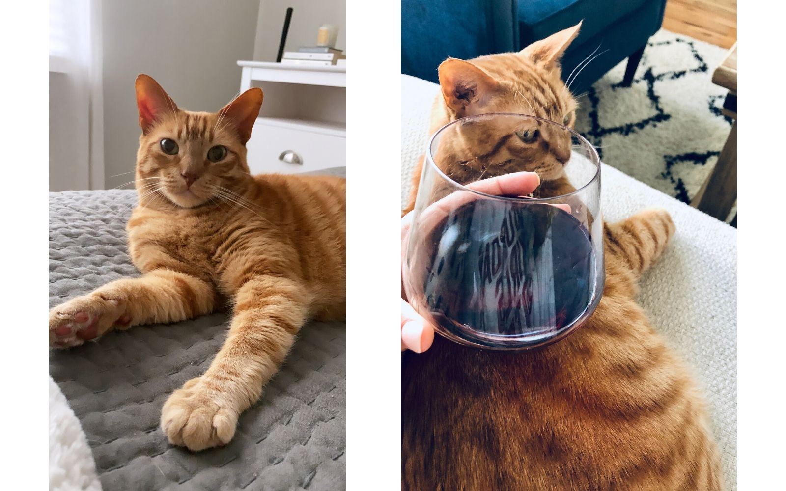 Photo of a cat and wine