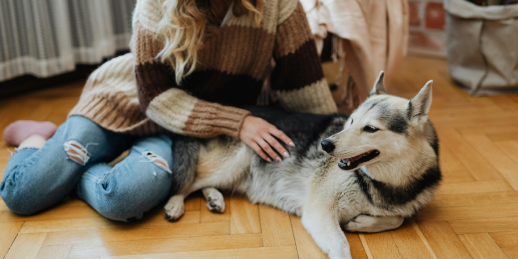 A person sits on a wooden floor, gently petting a Siberian Husky. The person is wearing a cozy, striped sweater and distressed jeans, with pink slippers on their feet. The dog has a thick, gray and white coat, with distinctive markings on its face. The background features a soft, neutral-colored blanket and a basket, adding to the warm, homey atmosphere. is pet insurance worth it
