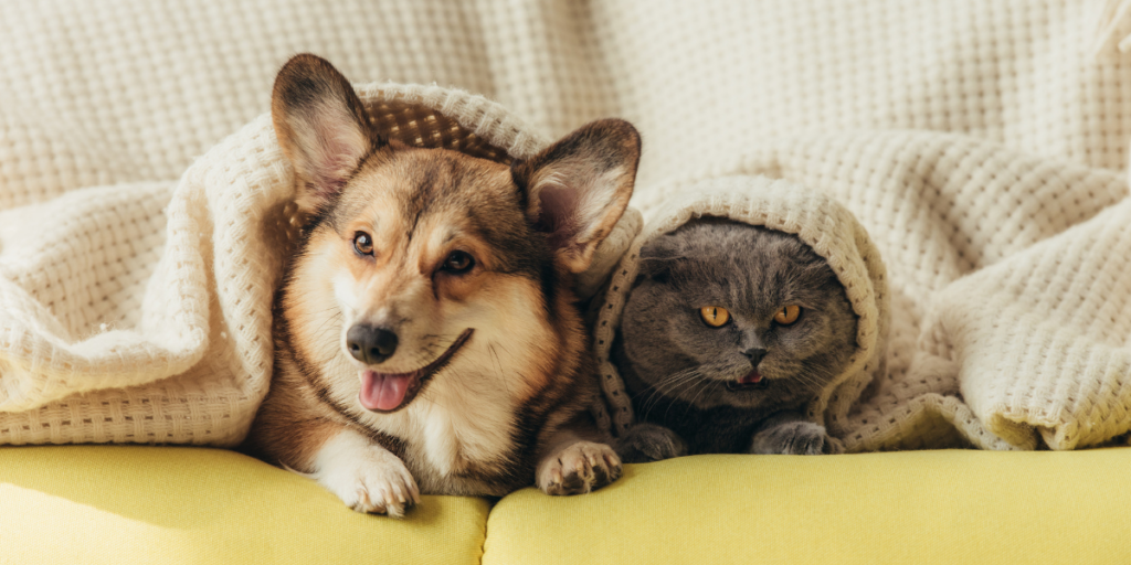 A corgi and a gray cat are nestled together under a cozy blanket on a yellow couch. The corgi has a cheerful expression with its tongue out, while the cat appears slightly grumpy, peeking out from the blanket. The background features a soft, textured blanket, adding to the warm and inviting atmosphere. Everything Renters need to know about ESA letters in 2026