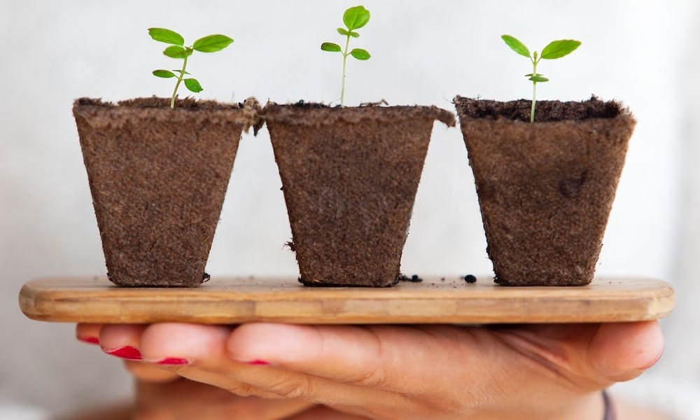 hands holding small plants